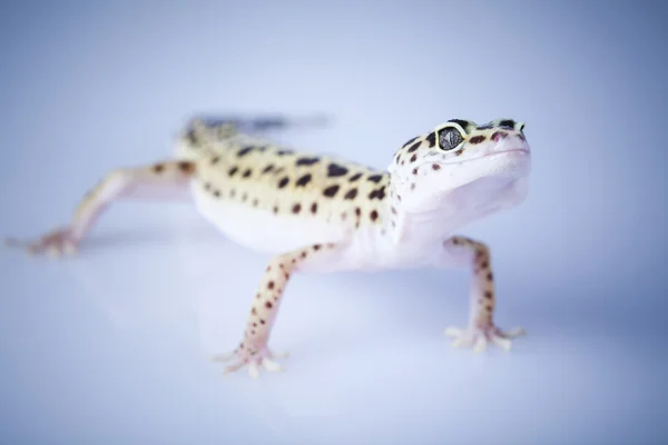 Gecko de leopardo — Fotografia de Stock