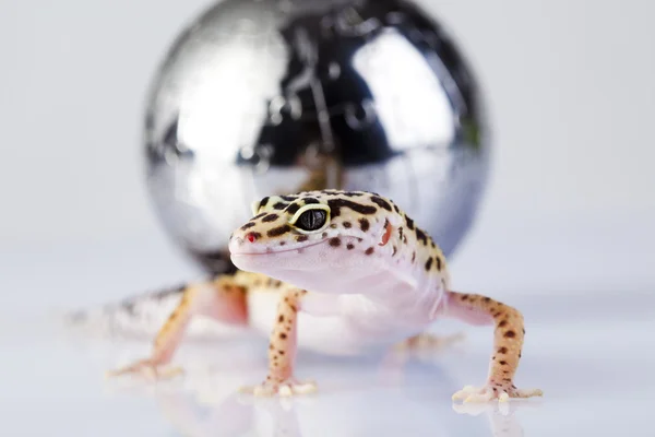 Gecko i världen — Stockfoto