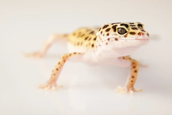 Gecko reptiel — Stockfoto