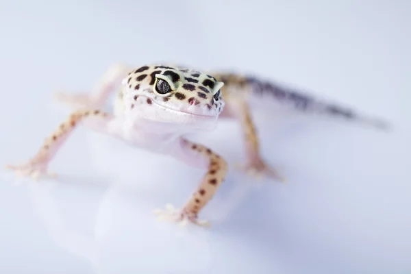 Leopard gecko — Φωτογραφία Αρχείου