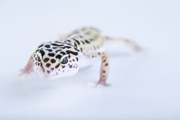 Pequeno lagarto réptil Gecko — Fotografia de Stock