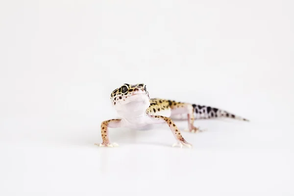 Малая ящерица-рептилия — стоковое фото
