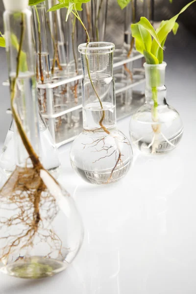 Ökologisches Laborexperiment an Pflanzen — Stockfoto