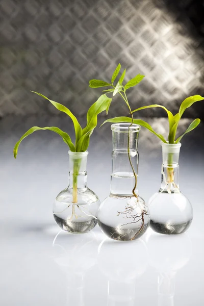 Ekologie laboratorní experiment v rostlinách — Stock fotografie