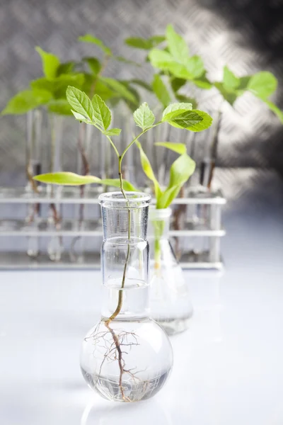Close-up de plantas em laboratório de tubos de ensaio — Fotografia de Stock