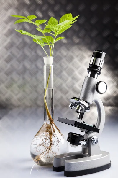 Experiência de laboratório de ecologia em plantas — Fotografia de Stock
