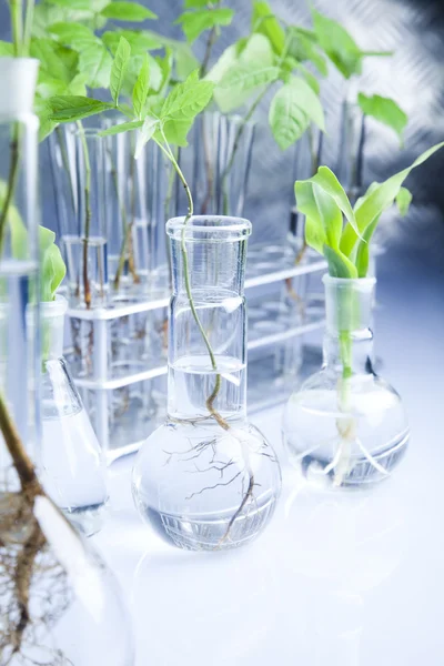 Close-up of plants in test tubes laboratory — Stock Photo, Image