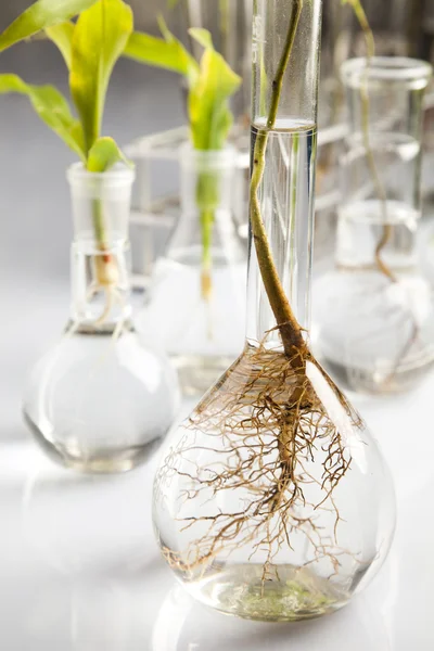 Close-up van planten in proefbuizen laboratorium — Stockfoto