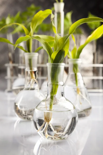 Experimentando com flora em laboratório — Fotografia de Stock