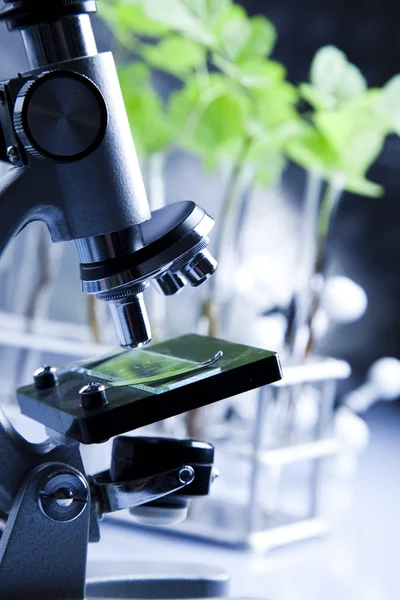 Лабораторное стекло, содержащее растения в лаборатории — стоковое фото