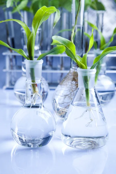 Експерименти з флорою в лабораторії — стокове фото