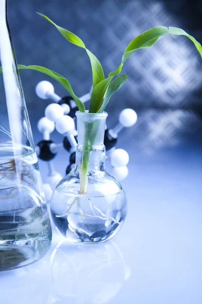 Experimentera med flora i laboratorium — Stockfoto