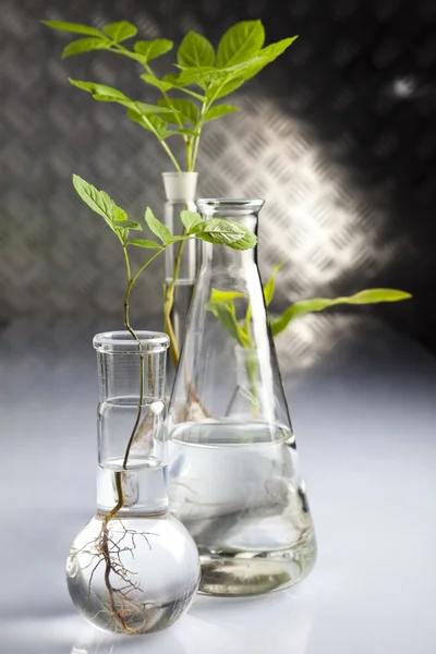 Kwiatowy nauki w laboratorium — Zdjęcie stockowe