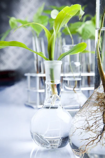 Ciencias florales en laboratorio — Foto de Stock