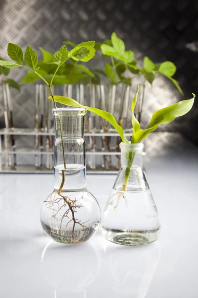 Bitkiler ve laboratuvar — Stok fotoğraf