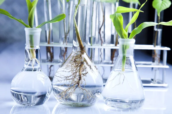 Laboratorní sklo, rostlina — Stock fotografie