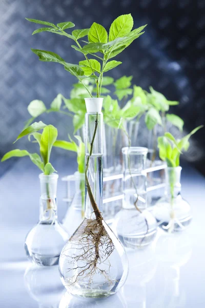 Naczynia laboratoryjne, roślin — Zdjęcie stockowe