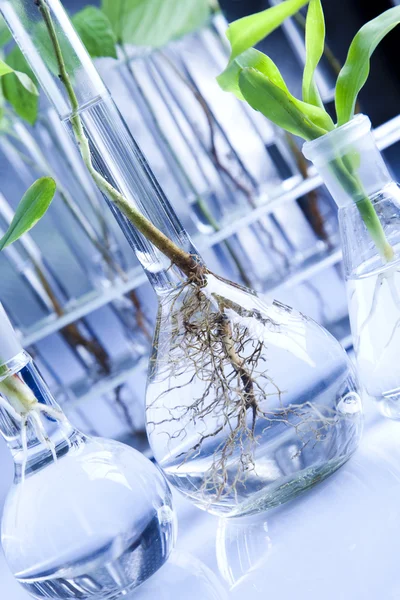 Растения и лаборатории — стоковое фото