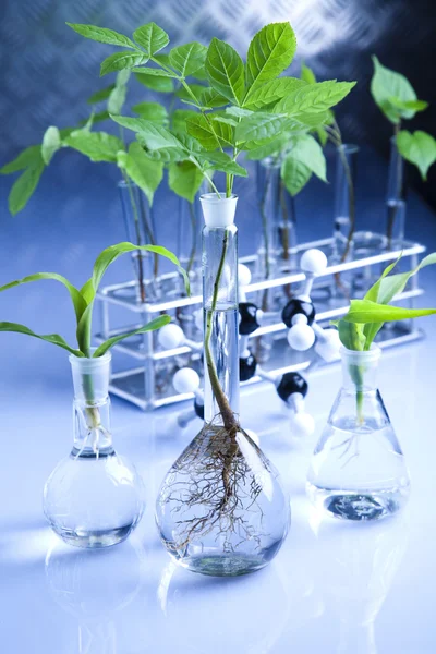 植物生长在一个实验室中的测试管 — 图库照片