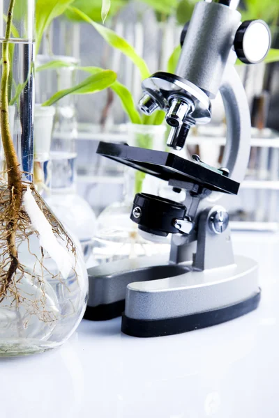 A laboratóriumi vizsgálati csövek növény — Stock Fotó