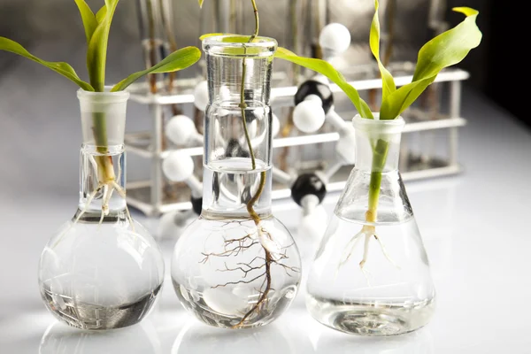 Objectos de vidro de laboratório, planta — Fotografia de Stock