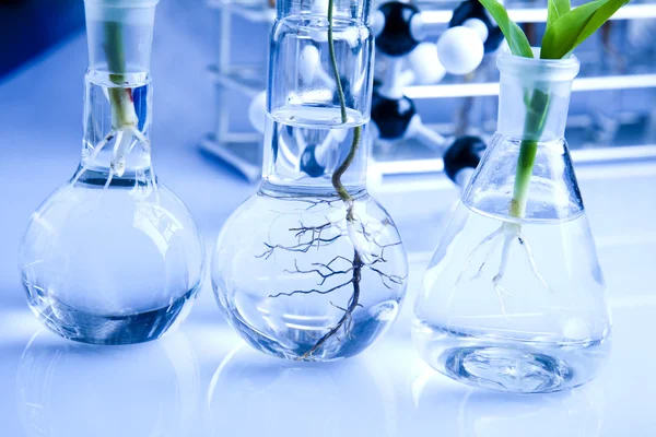 21실험실에서 테스트 튜브에 성장 하는 식물 — 스톡 사진