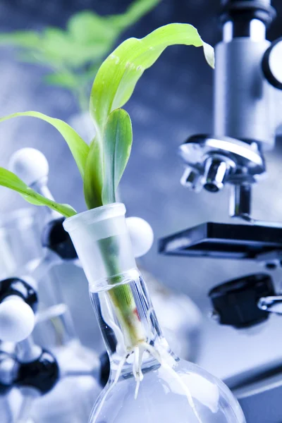 Trabajar en un laboratorio y plantas — Foto de Stock