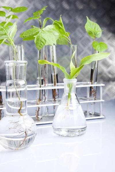 stock image Laboratory glassware containing plants in laboratory