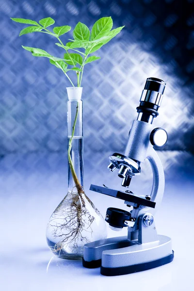Çalışan bir laboratuvar ve bitkiler — Stok fotoğraf