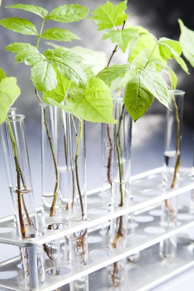 Laboratorieglass som inneholder planter i laboratorium – stockfoto