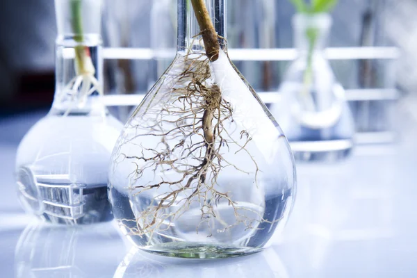 Laboratoryjne zawierające rośliny w laboratorium — Zdjęcie stockowe