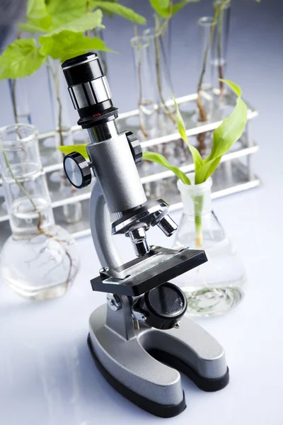 Working in a laboratory and plants — Stock Photo, Image