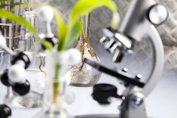 Ecologia esperimento di laboratorio nelle piante — Foto Stock