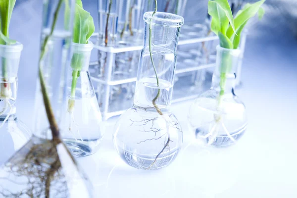 stock image Test tubes with plants