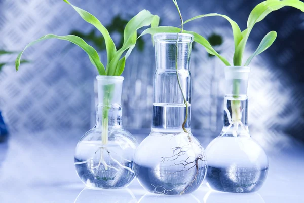 Ecology laboratory experiment in plants — Stock Photo, Image