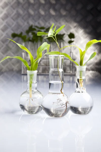 Test tubes with plants — Stock Photo, Image