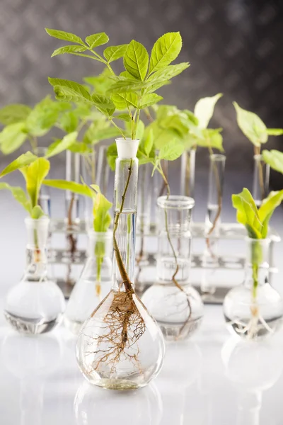 Ökológia laboratóriumi kísérlet a növények — Stock Fotó