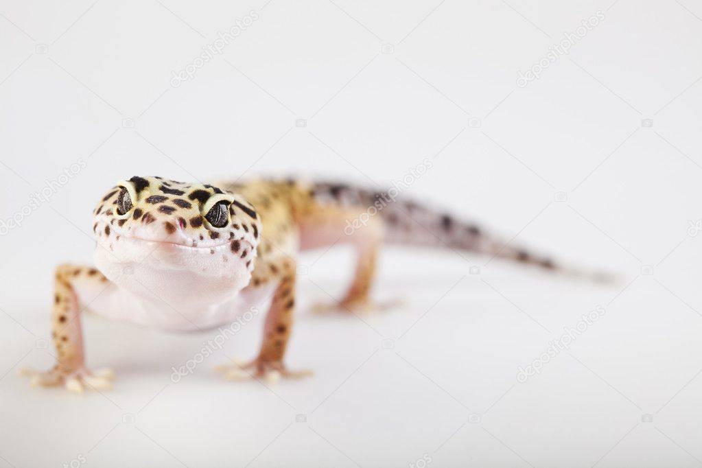 게코 — 스톡 사진 © JanPietruszka #3797412 게코