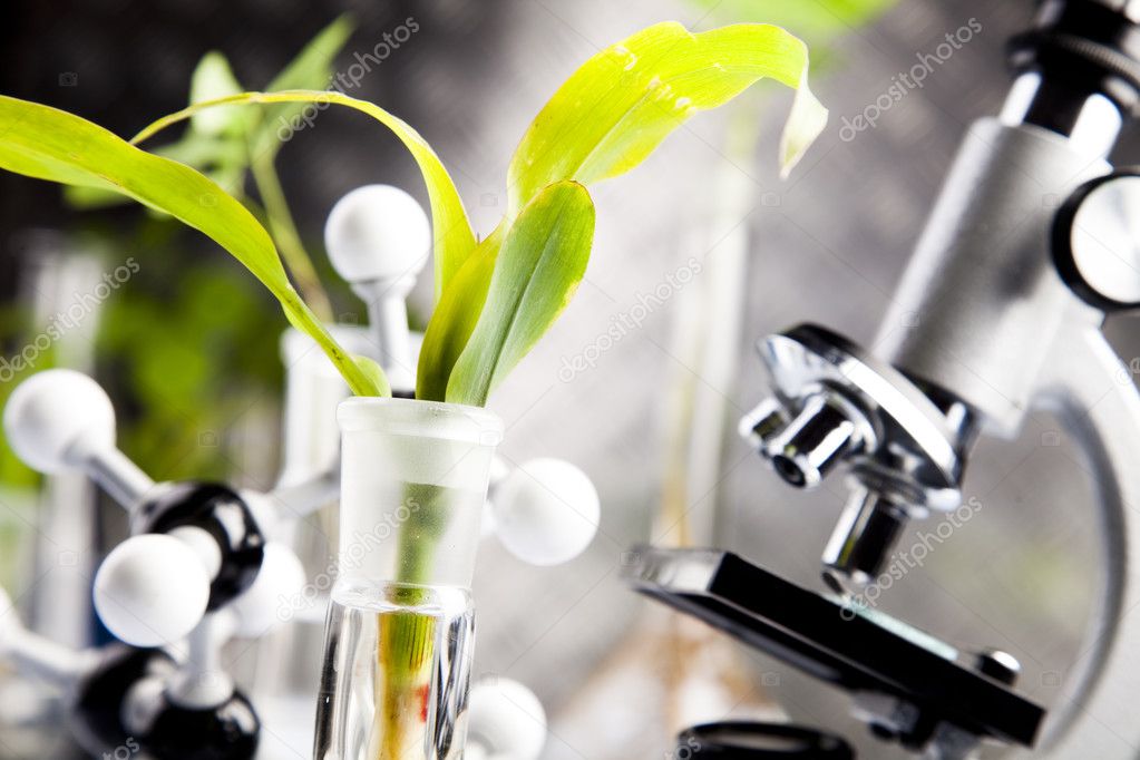 Close-up of plants in test tubes laboratory