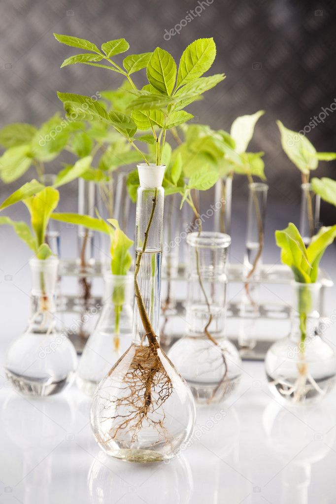 Ecology Laboratory Experiment In Plants — Stock Photo © JanPietruszka ...