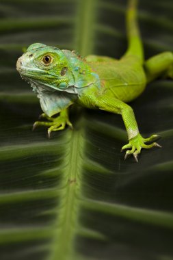 iguana bir ejderha olarak