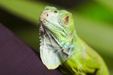 iguana bir ejderha olarak