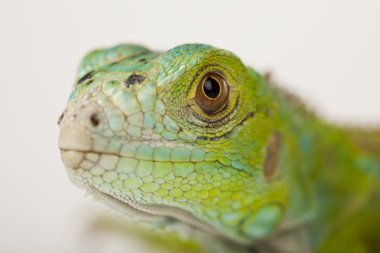 Beyaz Arkaplanda İguana İzole Edildi