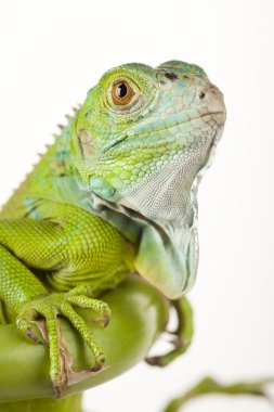 Beyaz Arkaplanda İguana İzole Edildi