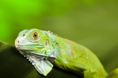 iguana bir ejderha olarak