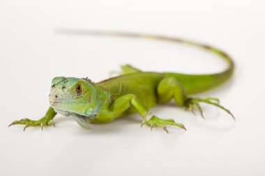 Beyaz Arkaplanda İguana İzole Edildi