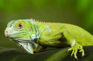 kertenkele, Iguana