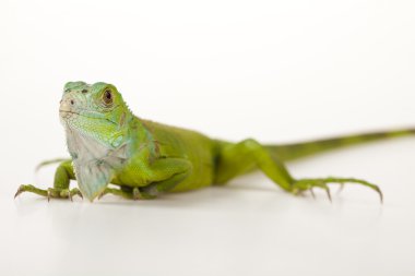 Beyaz Arkaplanda İguana İzole Edildi