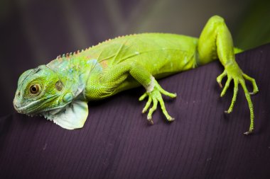 kertenkele, Iguana