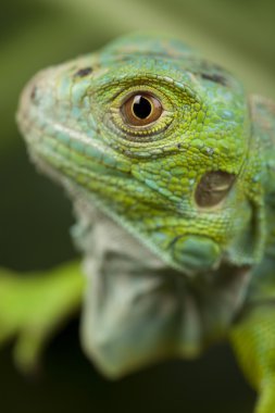 bir iguana yakın çekim